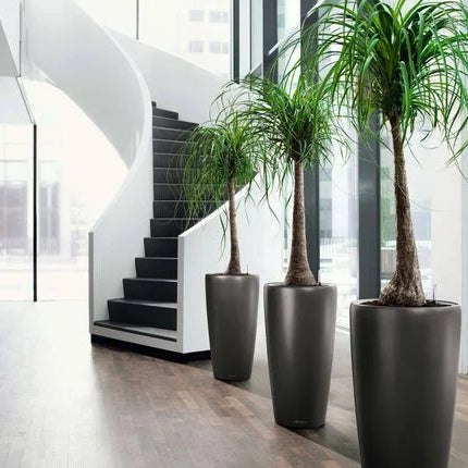 Plants and planters to keep in your hotel lobby & rooms in India