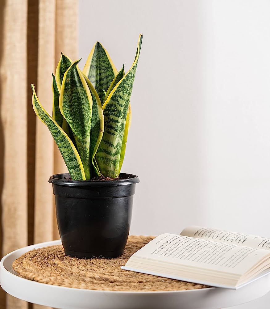 Which are the best indoor plants for Indian homes