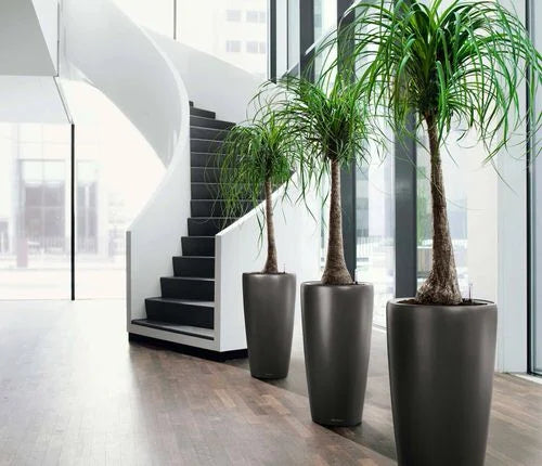 Plants and planters to keep in your hotel lobby & rooms in India