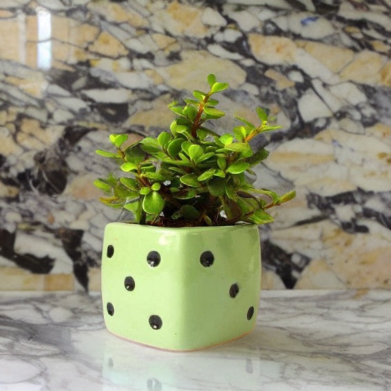 Green Dice Ceramic Pot