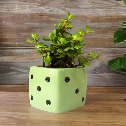 Green Dice Ceramic Pot