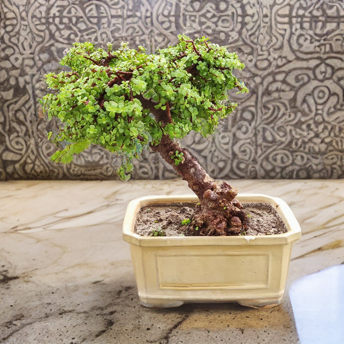 Jade Bonsai Plant with Bonsai Pot