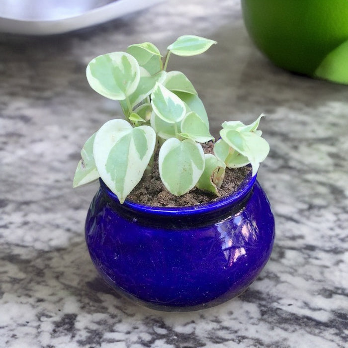 Purple Handi Shape Ceramic Pot
