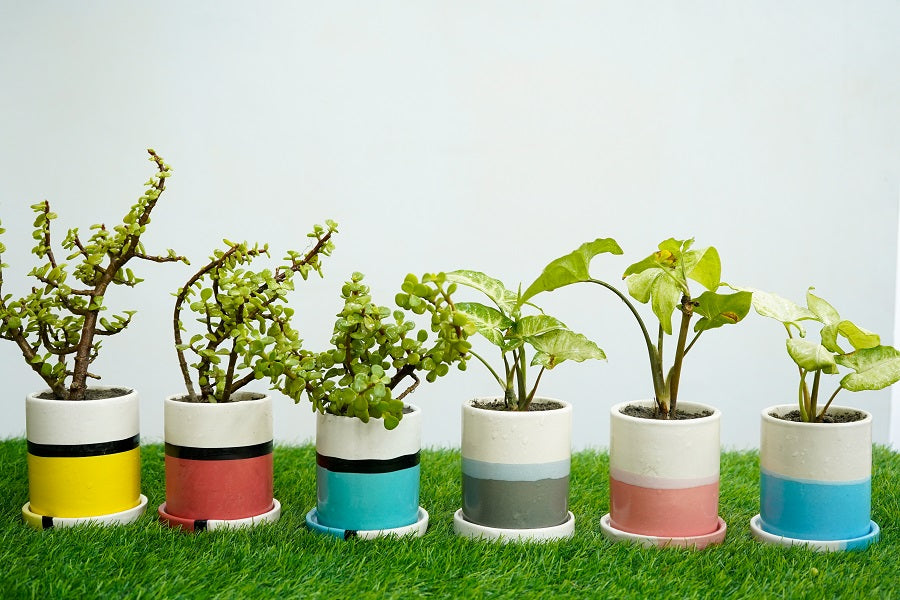 Type 3 Live Plants Cylindrical Pots With Plate - Set of 6