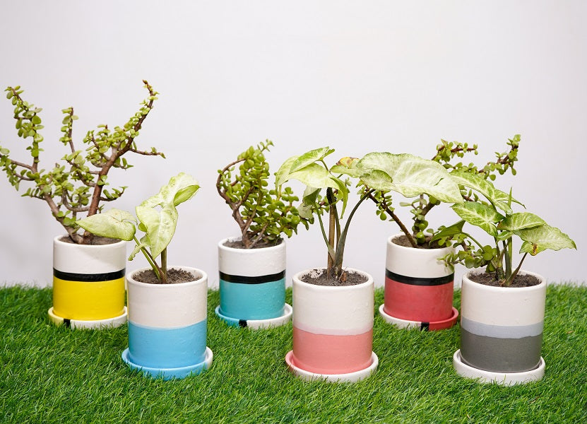 Type 3 Live Plants Cylindrical Pots With Plate - Set of 6