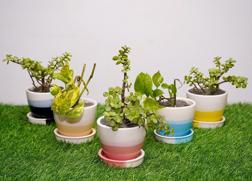 Type 5 Live Plants Round Egg Shape Ceramic Pot - Set of 5