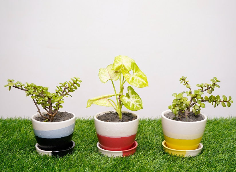 Type 7 Live Plants Round Egg Shape Ceramic Pot - Set of 3