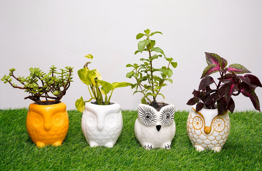 Type 9 Live Plants Owl Shape Ceramic Pot - Set of 4