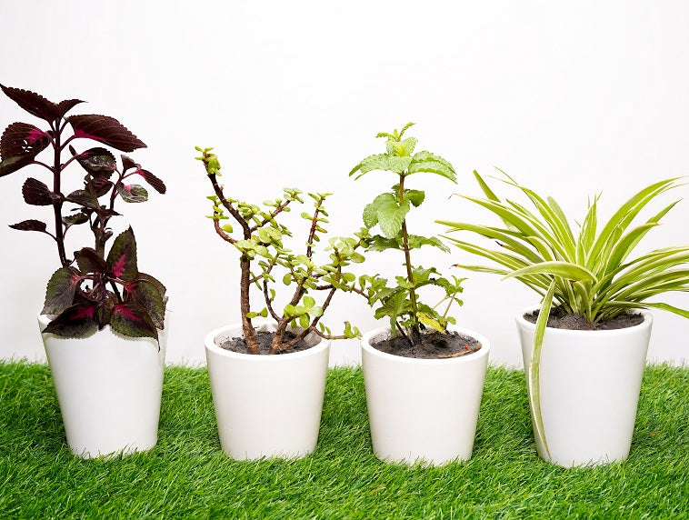 Type 13 Live Plants Ceramic Pots - Set of 4