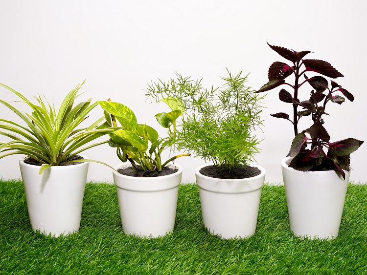 Type 15 Live Plants Ceramic Pots - Set of 4