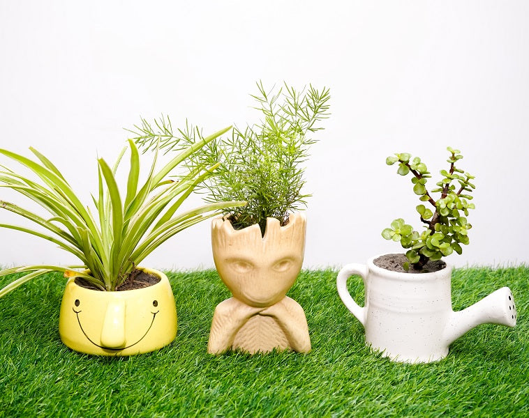 Type 16 Live Plants Ceramic Pots - Set of 3
