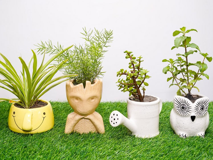 Type 17 Live Plants Ceramic Pots - Set of 4