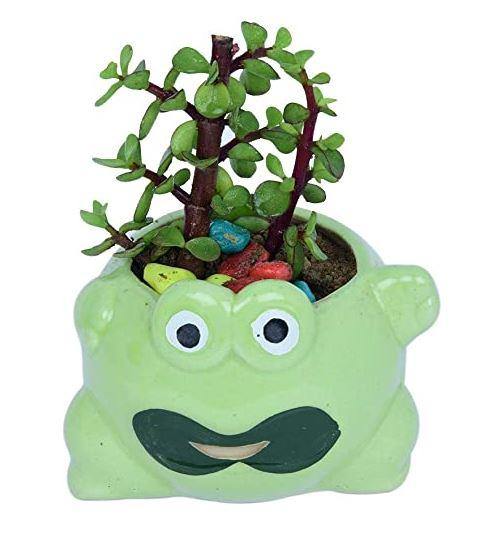 Frog Shaped Green Ceramic Pot - Plant N Pots