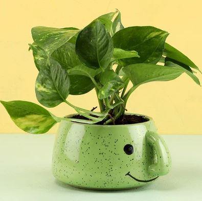 Green Smiley Ceramic Pot - Plant N Pots