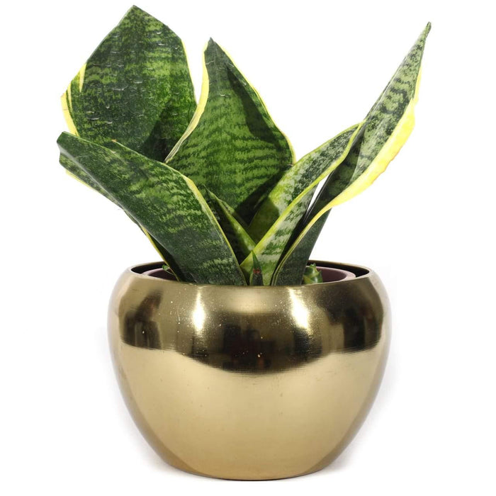 Gold Apple Bowl Metal Pot - Plant N Pots