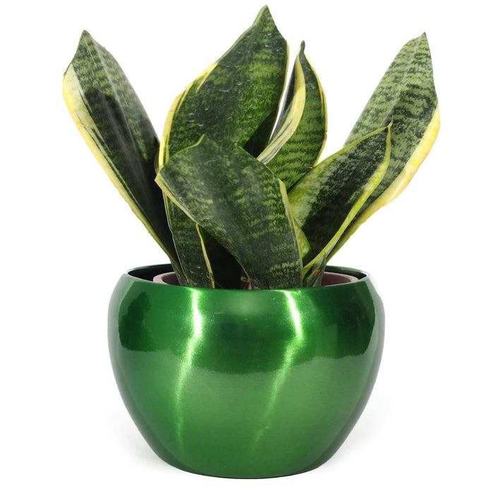Green Apple Bowl Metal Pot - Plant N Pots