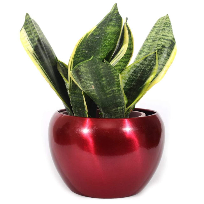 Red Apple Bowl Metal Pot - Plant N Pots