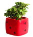 Red Dice Ceramic Pot - Plant N Pots