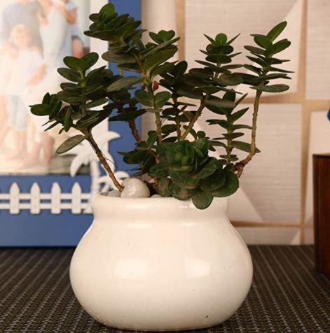 White Matka Ceramic Pot - Plant N Pots