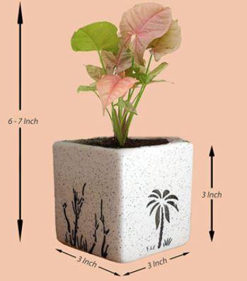 White Square Aroez Ceramic Pot - Plant N Pots