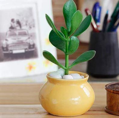 Yellow Handi Shape Ceramic Pot - Plant N Pots