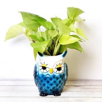 Blue Money Luck Charm Owl Resin Succulent Pot - Plant N Pots