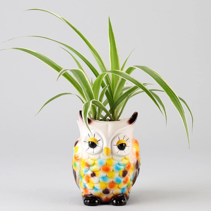 Multicolor Owl Resin Succulent Pot - Plant N Pots